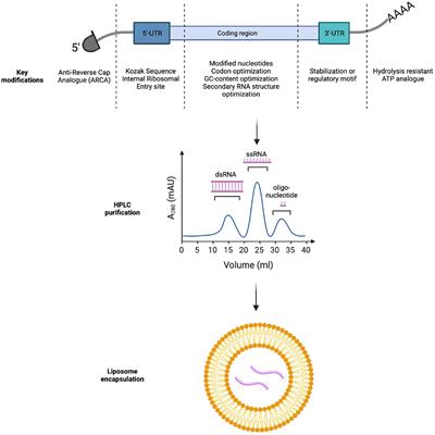 mRNA melanoma vaccine revolution spurred by the COVID-19 pandemic